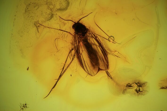 Detailed Fossil Fly (Mycetophilidae) with Eggs In Baltic Amber - Rare! #90756
